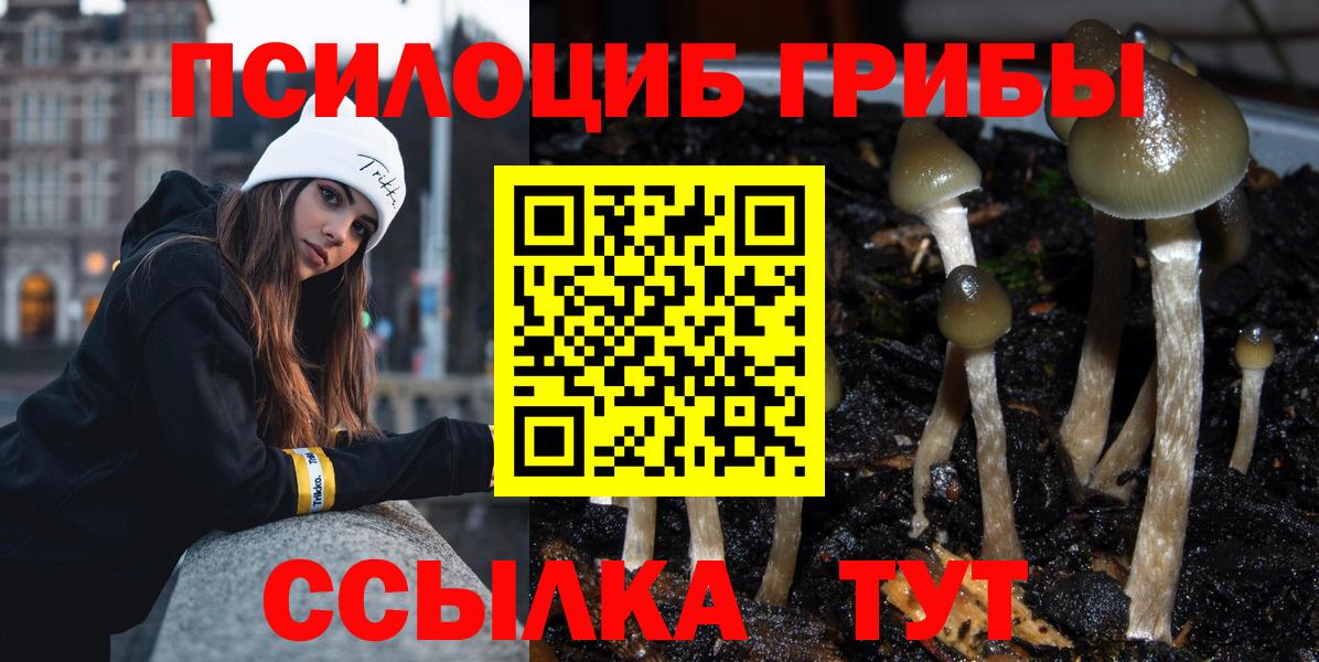 Галлюциногенные грибы Psilocybe Лесосибирск